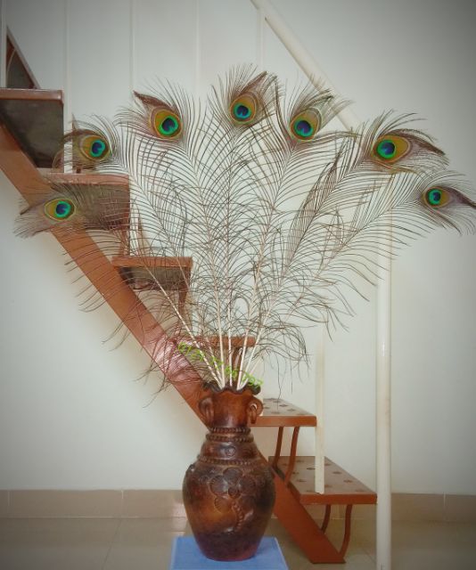 09 Lông công tự nhiên. Độ dài 0.8~0.9m. Trang trí nhà cửa, phong thủy | BigBuy360 - bigbuy360.vn