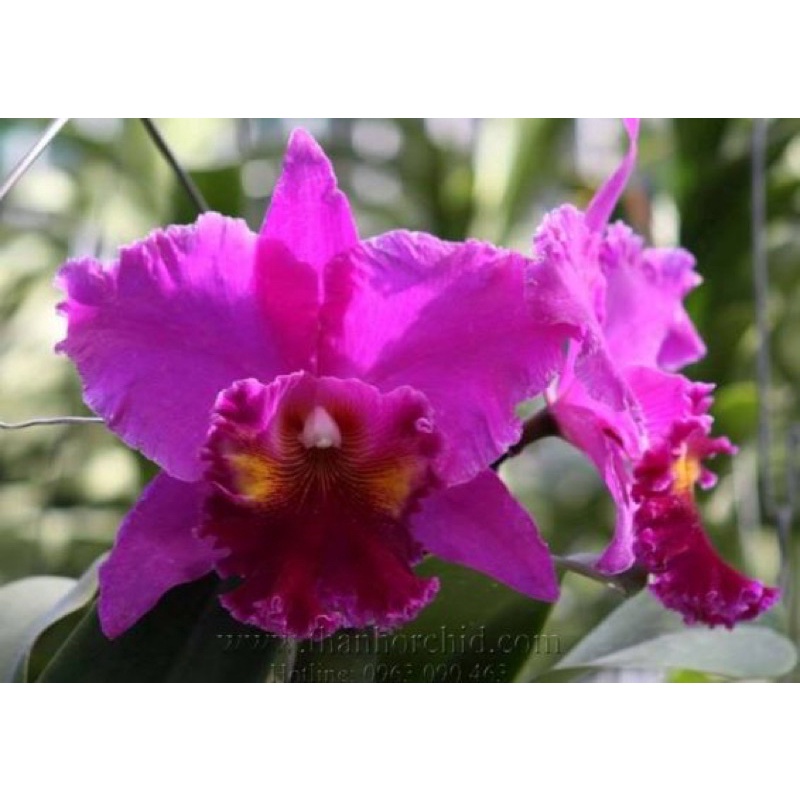 CATTLEYA ĐANG MÈO SẴN - HOA TO NHƯ CÁI BÁT