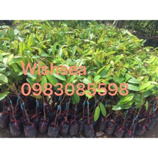 Cây sầu riêng
