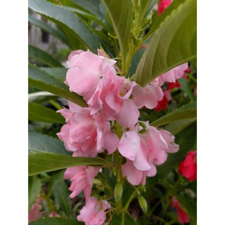 Hạt giống hoa móng tay HỒNG, nảy mầm 100%-50h