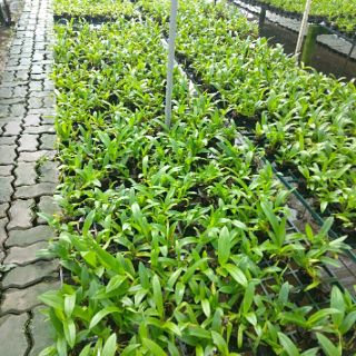 10 CHẬU LAN GIỐNG NHIỀU MÀU