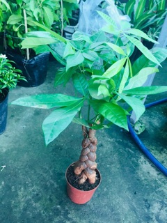 KIM NGÂN BÍNH 3 THÂN LỚN