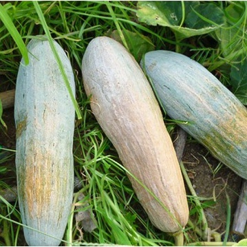 1gr HẠT GIỐNG BÍ SÁP, BÍ ĐỎ TRÁI DÀI SAI TRÁI