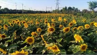 1 kí hạt hướng dương