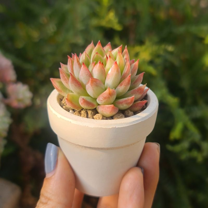 CHẬU ĐẤT NUNG MINI