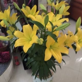 10Củ hoa ly cao màu vàng