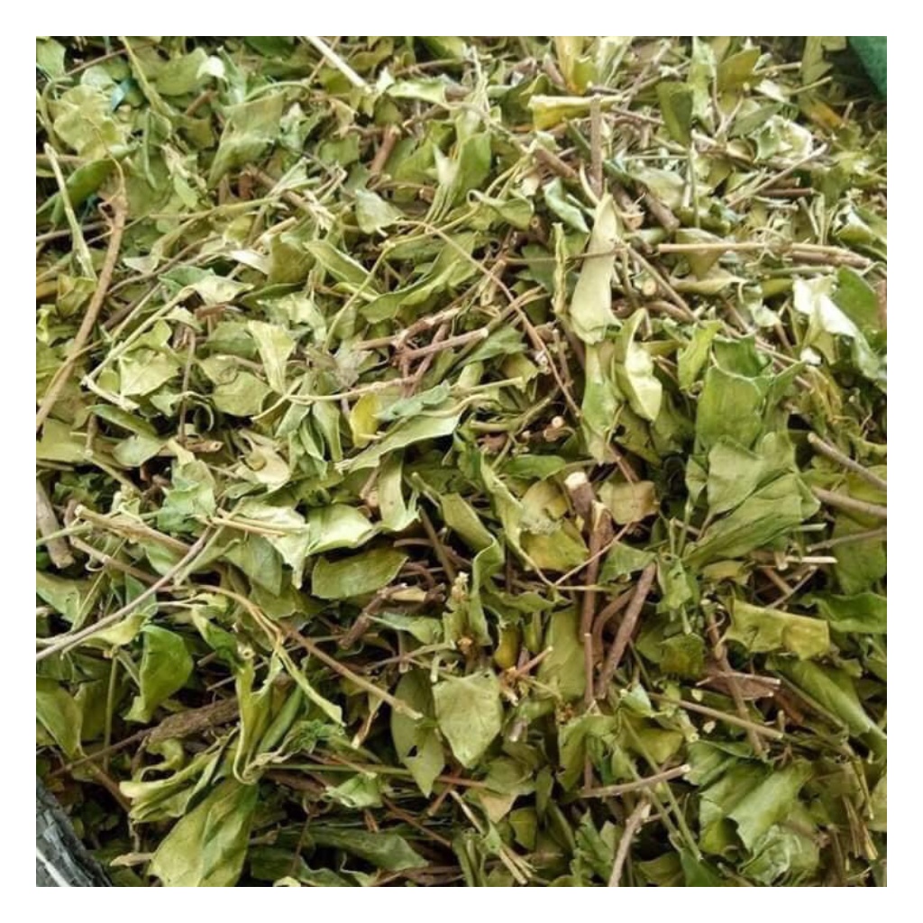 Dây Thìa Canh Loại 1 Hàng Mới Chất Lượng Hỗ Trợ Người Tiểu Đường Túi 1Kg | BigBuy360 - bigbuy360.vn