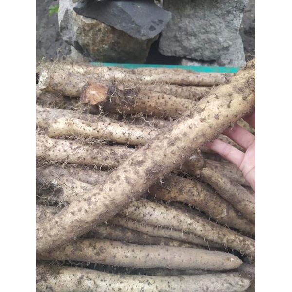 Củ khoai mài  tươi loại 1. củ đào trong rừng
