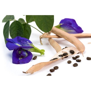 50 hạt giống hoa đậu biếc kép