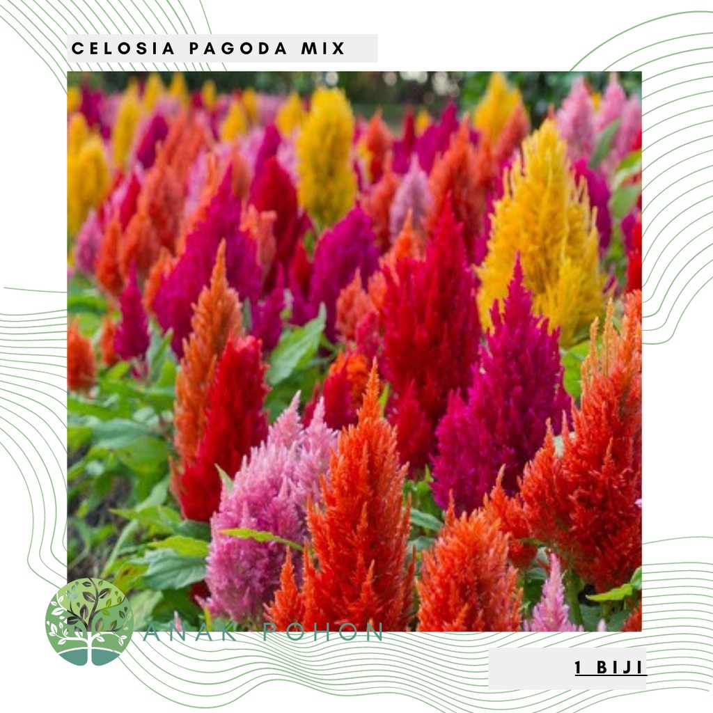 Hạt giống hoa Celosia hoa mào lửa 100h