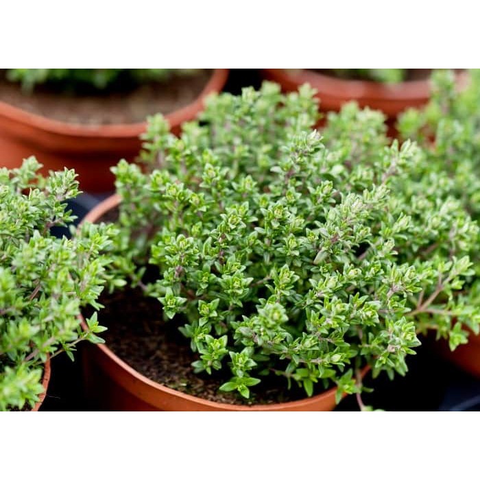 Gói 20 Hạt Giống Cỏ Xạ Hương Thyme