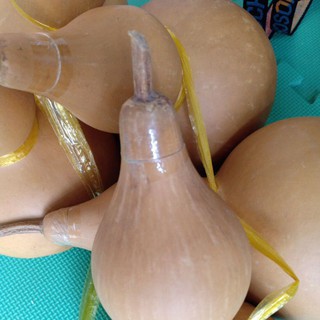 bầu hồ lô phong thủy 1trái
