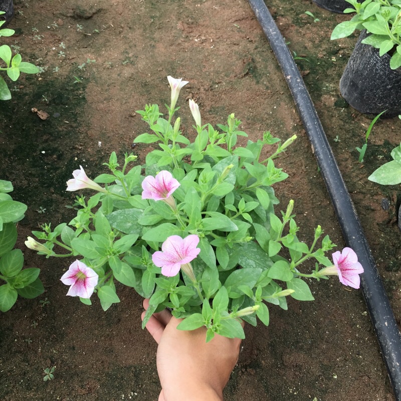 Cây hoa dạ yến thảo rủ chuẩn F1 trồng trong bịch đen