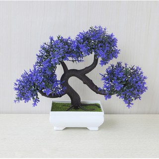 Chậu bonsai để bàn Cao Cấp