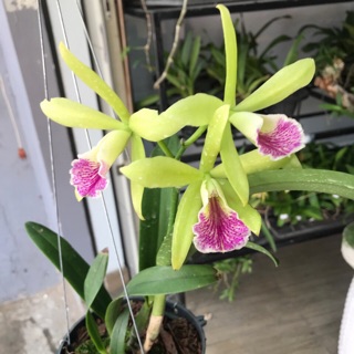 TNX63 - Hoa Lan Cattlaya - Cây Giống Màu Xanh Cốm