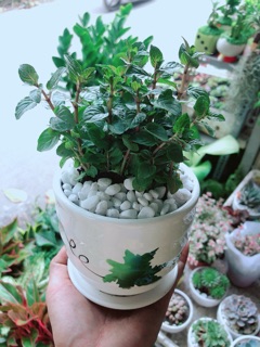 Chậu Bạc Hà Doutblemint