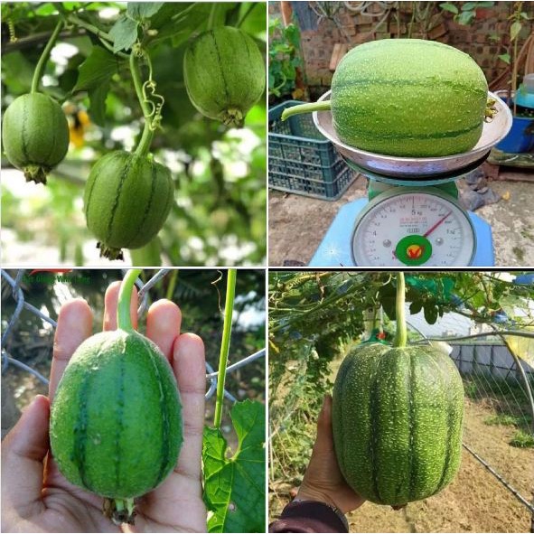 Hạt_Giống_Mướp_Táo 10 hạt