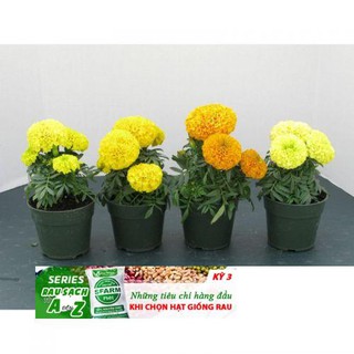 GÓI 50 HẠT GIỐNG HOA VẠN THỌ MỸ