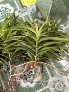 Combo 10 cây Lan mokara màu đỏ