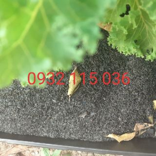Tro nguyên cánh 500g