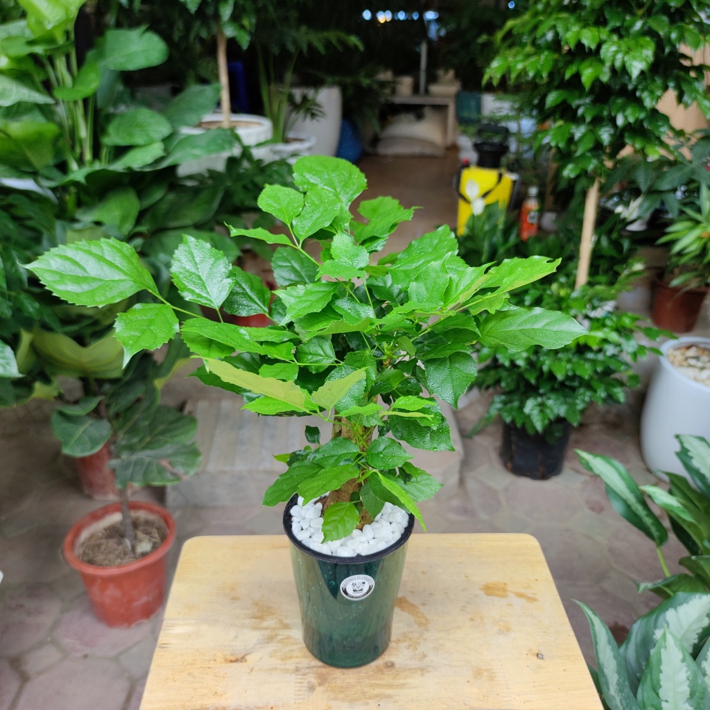 Cây hạnh phúc thủy canh thân gỗ cây phong thủy để bàn cao 30cm