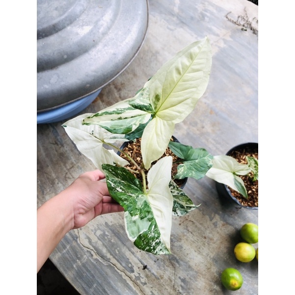 Syngonium albo trầu bà