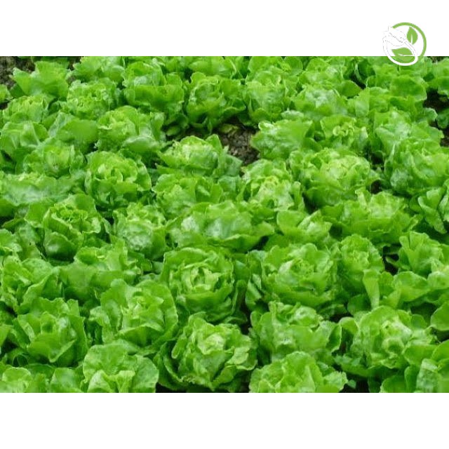 Hạt Giống Xà Lách Búp Thảo Nguyên No.5 Phú Nông - Gói 2g - Lettuce Butterhead