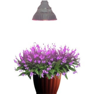 Led trồng cây 30w