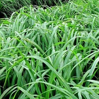 Hạt giống Cỏ Sả 100 gram Mua 2 tặng kèm phân bón lá