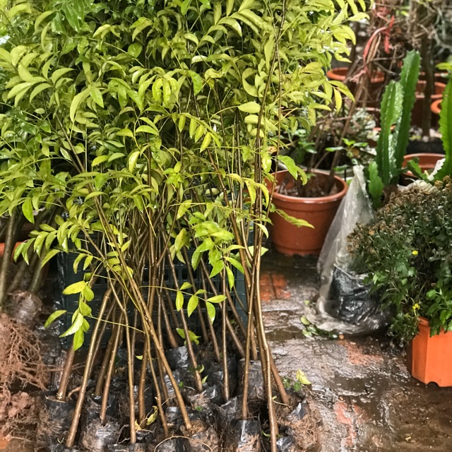 Cây móc mật cái chừng  chỉ 35k