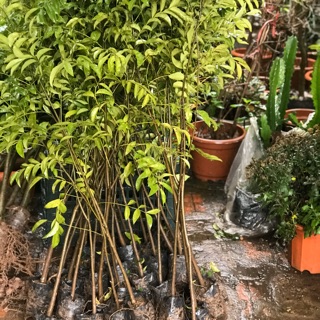 Cây móc mật cái chừng  chỉ 35k