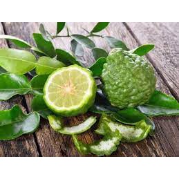 Hạt giống chanh Trúc _ Chanh não nhập khẩu nguyên gói Thái lan 5 hạt (Kaffir lime)