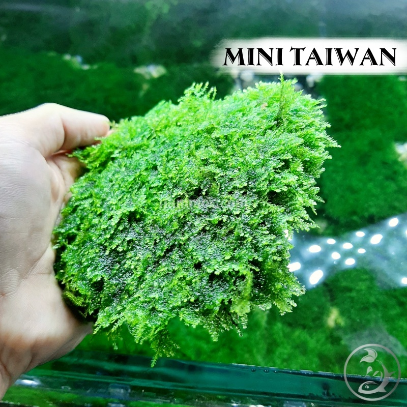 Rêu Mini TaiWan || Rêu Gắn Bonsai, gắn layout thuỷ sinh, bể cá cảnh
