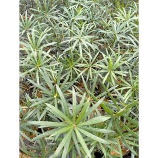 Cây Giống Tùng La Hán