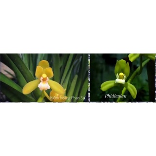 Cây giống kiếm Hoàng Phan Sư( kiếm phan trí ) x kiếm xanh huế