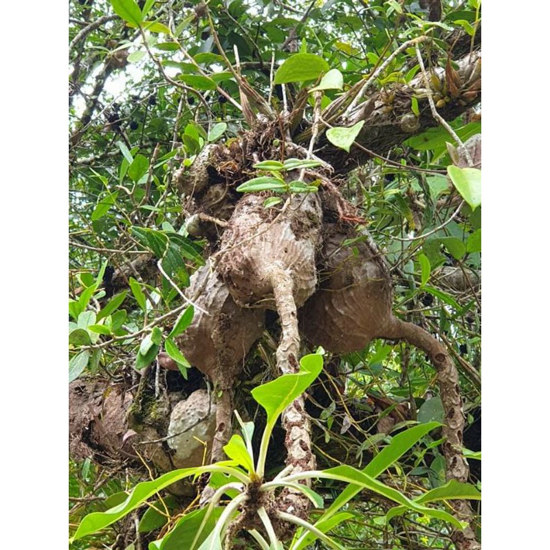 Bí kỳ nam _ củ ổ kiến