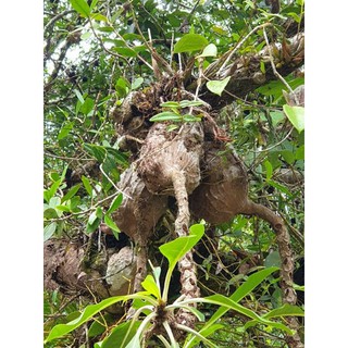 Bí kỳ nam _ củ ổ kiến