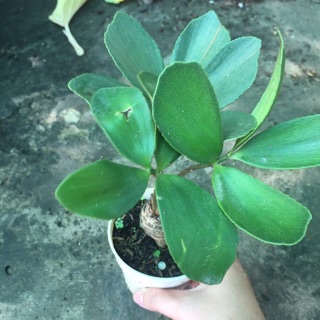Thiên tuế mêxico