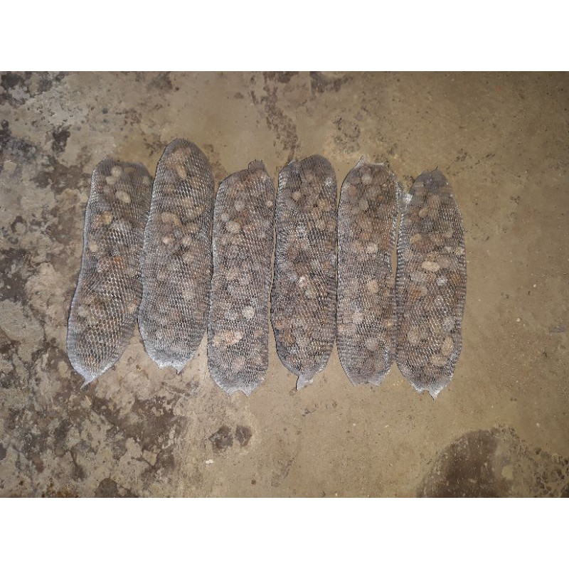 Túi Lưới Phân Dê Cho Cây Kiểng Và Hoa Lan