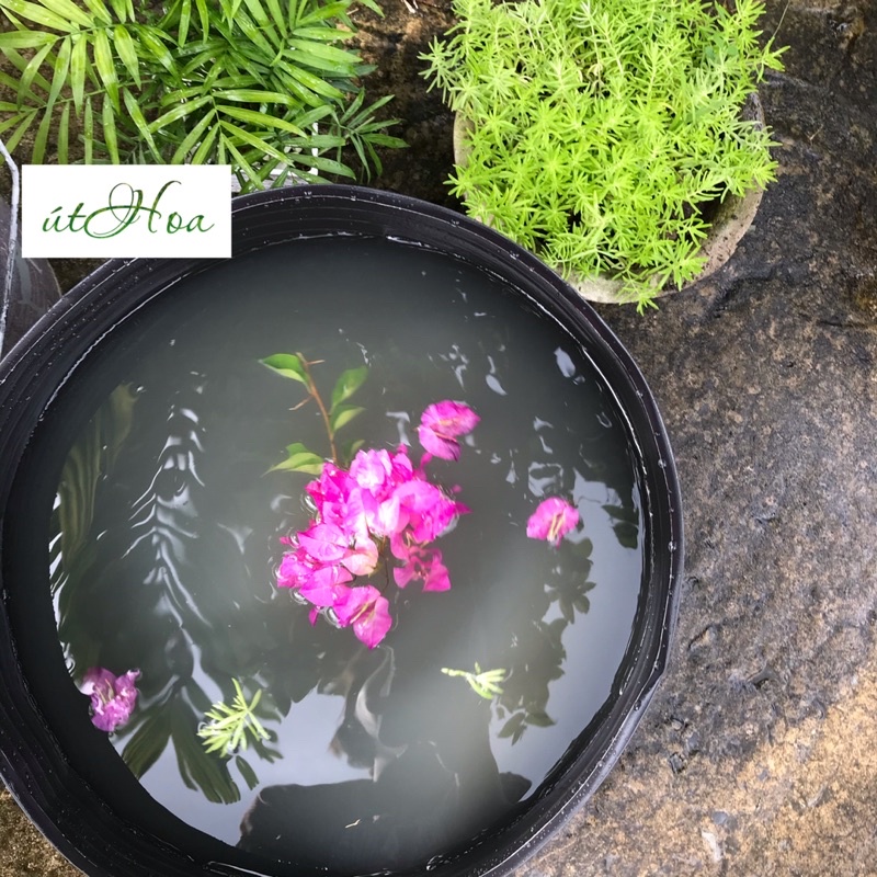 10 cái chậu C16 (40x32 cm) bít đáy trồng sen, nuôi cá, chứa nước