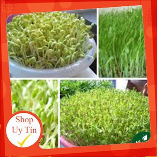 - Hạt Giống Mầm Đậu Hà Lan chất lượng.