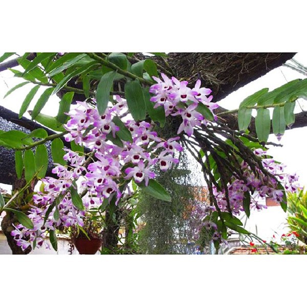 CHẬU HOA LAN HOÀNG THẢO ĐÙI GÀ GIỐNG, HOA TUYỆT ĐẸP, HOA NỞ TẾT , cam kết uy tín chất lượng