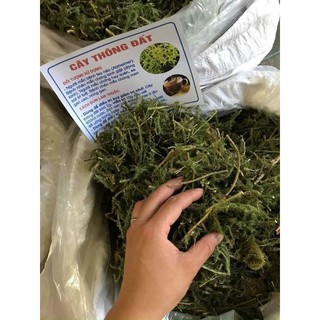 500g cây thông đất