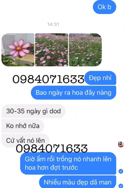 100 hạt giống hoa sao nhái