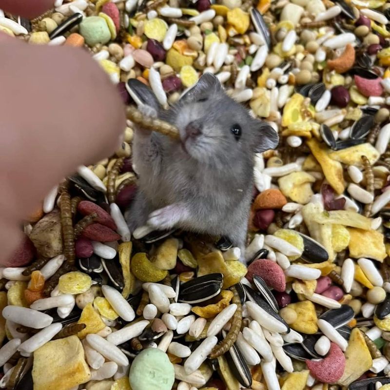 Thức Ăn Hamster YUMMY Nhiều Thành Phần Dinh Dưỡng, Đồ ăn cho hamster gói lớn