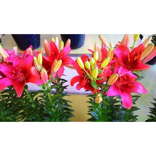 Combo 30 củ tulip
