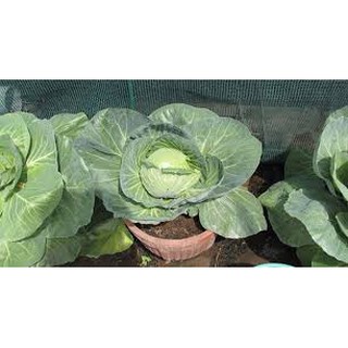 Hạt giống Bắp Cải F1
