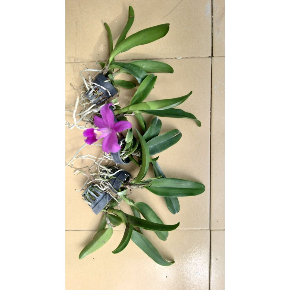 combo 3 cây giống Cattleya  thái