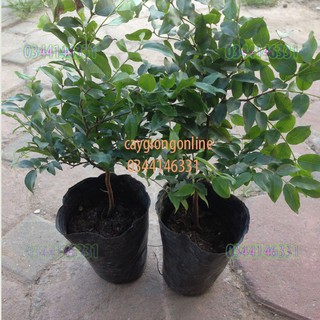 Cây nho thân gỗ bé