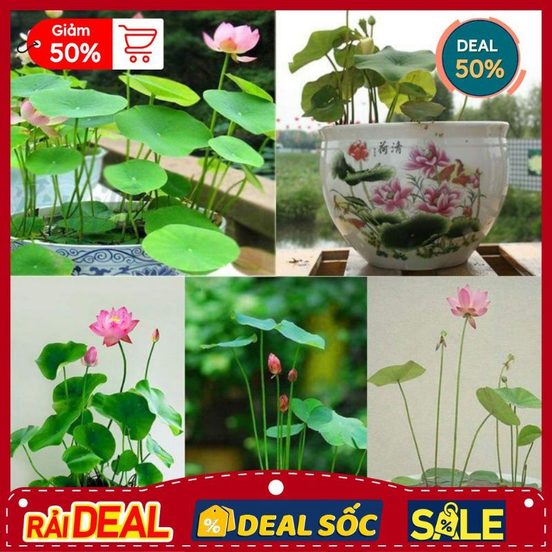 Hạt Sen mini siêu rẻ